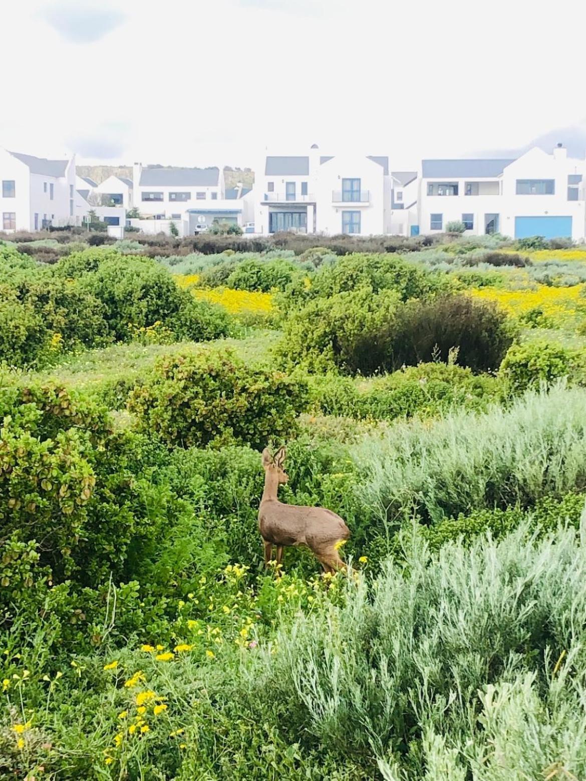 Clam Lagoon Langebaan Extérieur photo